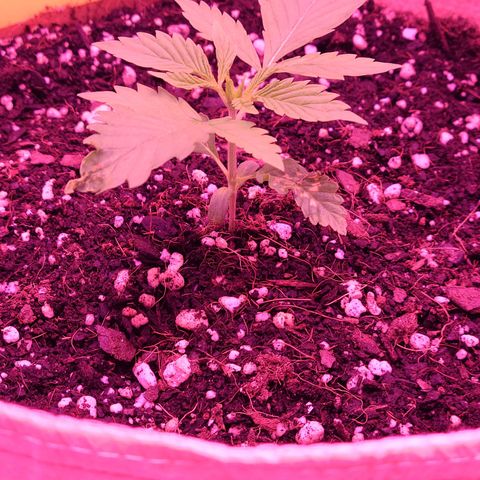 Candy growlog photo: Day 14 for baby candy. After falling over while watering yesterday she looks much better today and definitely grew, no spots on the new top leaves so hopefully she's out of the funk she was in in the beginning. Fighting for her life while giving me little heart attacks lol. Hopefully the stem gets stronger the next 2 days like my other two that are 16 days old today so I don't have to worry about her tipping again. Also changed light from veg to veg/bloom last night which she responded to well