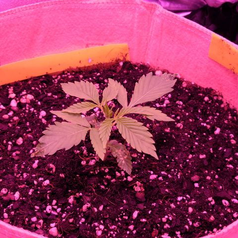 Candy growlog photo: Day 15 for Candy. Top leaves look to be normal and great. She's definitely taking a liking to the light switch from veg to veg+bloom. Like I keep saying she's definitely a fighter lol