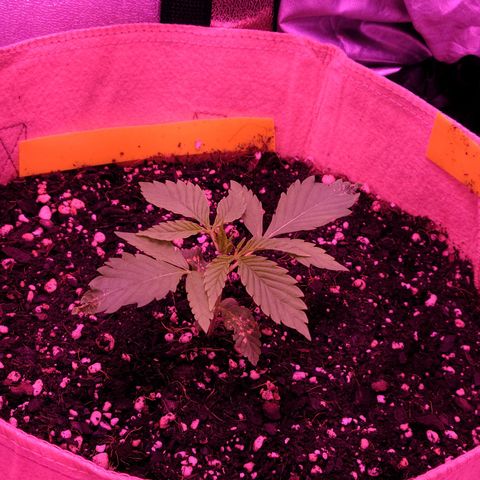 Candy growlog photo: Day 15 for Candy. Top leaves look to be normal and great. She's definitely taking a liking to the light switch from veg to veg+bloom. Like I keep saying she's definitely a fighter lol