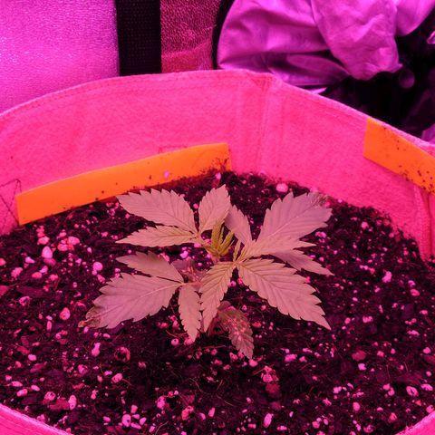 Candy growlog photo: Day 16 for Candy. Top leaves look good. Hopefully she's all good after that rough start. Might be a short and stout but hopefully wide. Sweet sweet candy need to stop playing with my emotions lmfao 