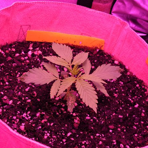 Candy growlog photo: Day 16 for Candy. Top leaves look good. Hopefully she's all good after that rough start. Might be a short and stout but hopefully wide. Sweet sweet candy need to stop playing with my emotions lmfao 