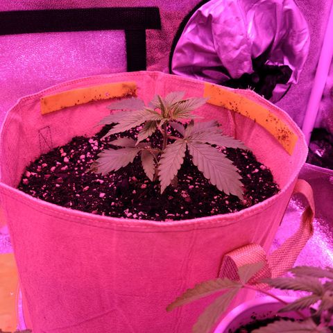 Candy growlog photo: Day 18 for candy and while my other two white russian plants got overwatered and in recovery now, candy is flourishing after being the slow starter in the beginning. Pretty much taunting the other two now that she's caught up to them and might even be bigger lol. Knew she was a fighter but damn