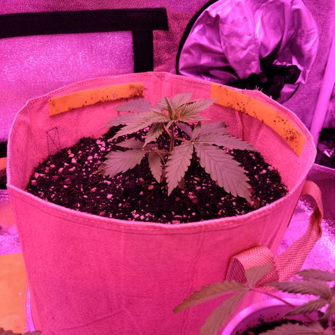 Candy growlog photo: Day 18 for candy and while my other two white russian plants got overwatered and in recovery now, candy is flourishing after being the slow starter in the beginning. Pretty much taunting the other two now that she's caught up to them and might even be bigger lol. Knew she was a fighter but damn