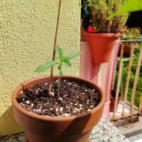Amnesia Haze Automatic growlog timeline photo