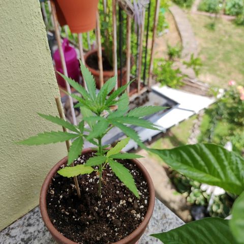 Amnesia Haze Automatic growlog timeline photo