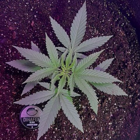 Amnesia Kush growlog photo: Hidratación de sustrato con PH controlado 