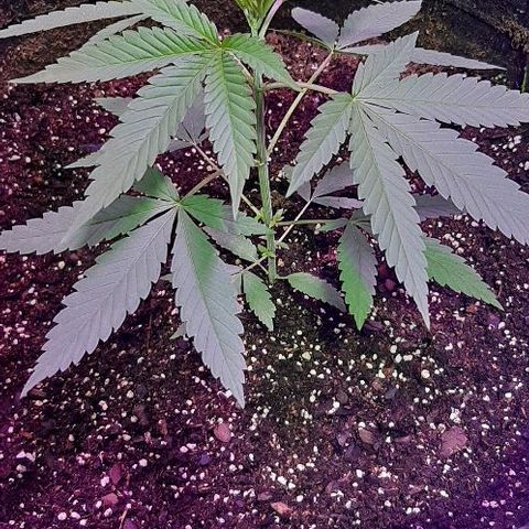 Amnesia Kush growlog photo: Seguimiento 