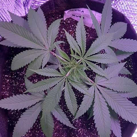 Amnesia Kush growlog photo: Riego con agua 