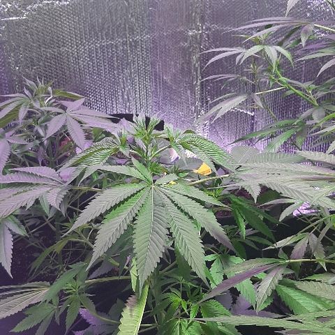 Amnesia Kush growlog photo: Estado vegetativo 