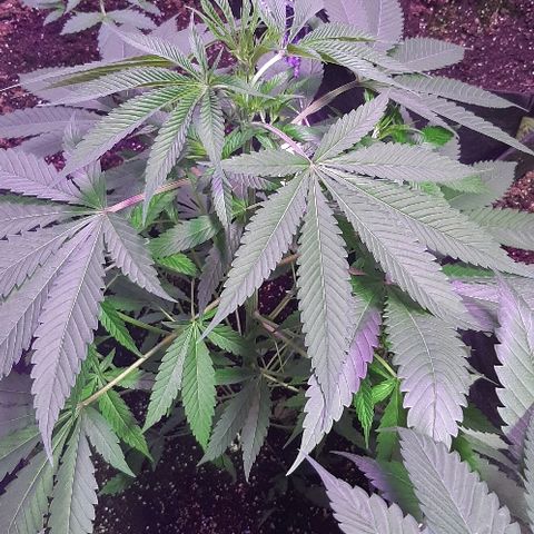 Amnesia Kush growlog timeline photo