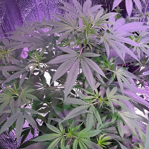 Amnesia Kush growlog photo: Vegetativo semana 8