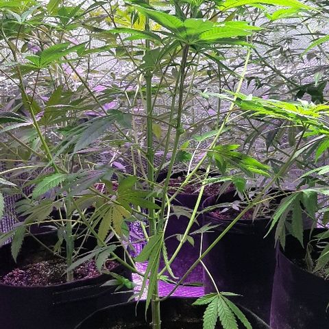 Amnesia Kush growlog photo: Poda foliar amnesia kush dinafem 