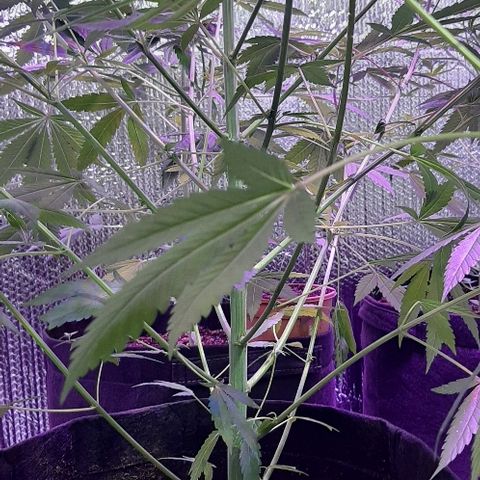 Amnesia Kush growlog timeline photo