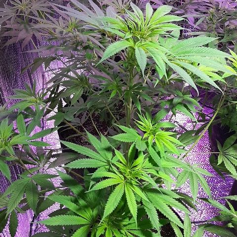 Amnesia Kush growlog timeline photo