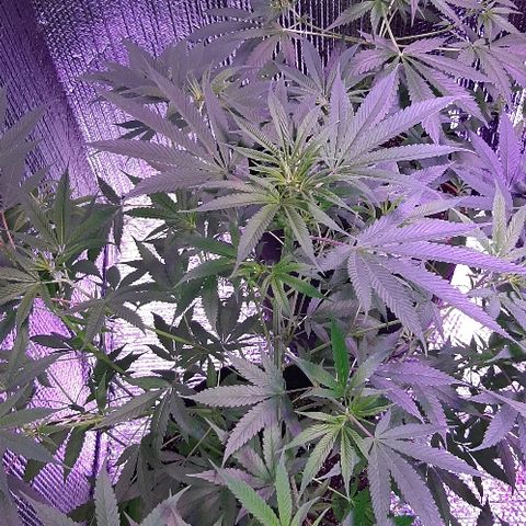 Amnesia Kush growlog timeline photo