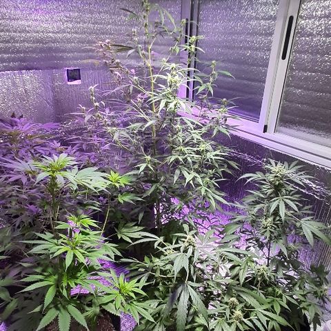 Amnesia Kush growlog timeline photo