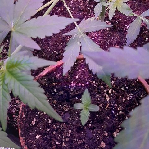 Amnesia Kush growlog timeline photo