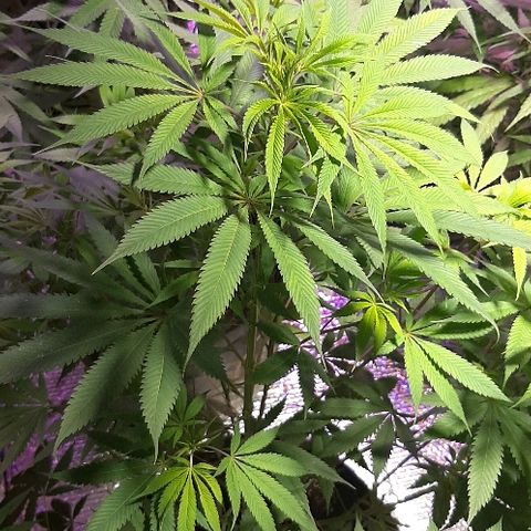 Amnesia Kush growlog photo: Vegetativo 🤩