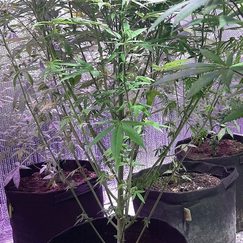 Amnesia Kush growlog photo: Segunda poda foliar amnesia kush dinafem 