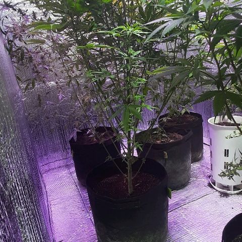 Amnesia Kush growlog photo: Segunda poda foliar amnesia kush dinafem 