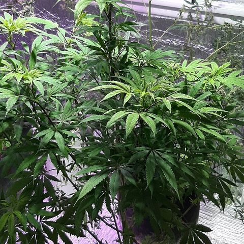 Amnesia Kush growlog photo: Segunda poda foliar amnesia kush dinafem 