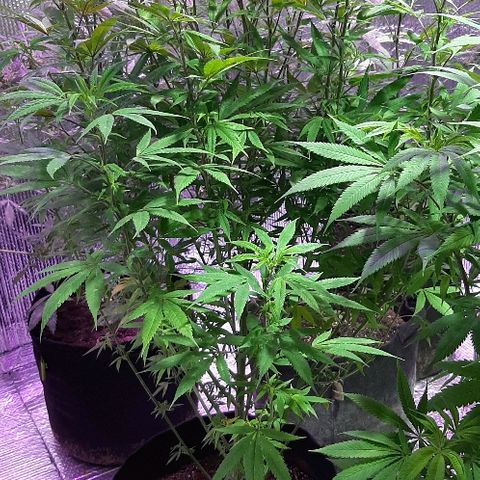 Amnesia Kush growlog photo: Segunda poda foliar amnesia kush dinafem 