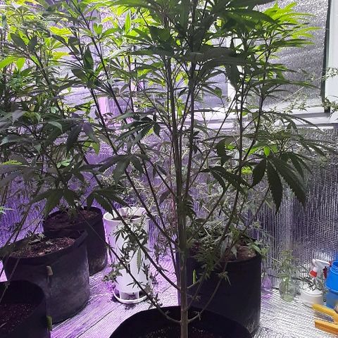 Amnesia Kush growlog photo: Segunda poda foliar amnesia kush dinafem 