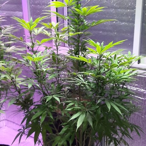 Amnesia Kush growlog photo: Amnesia kush dinafem 