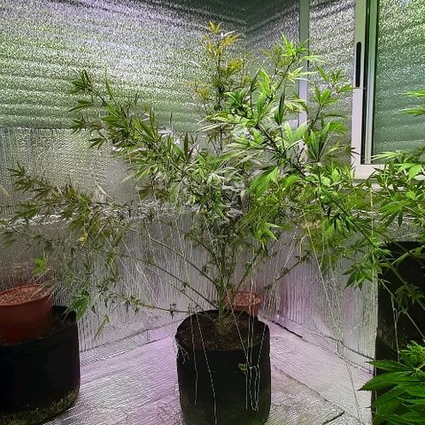 Amnesia Kush growlog photo: Técnica entrenamiento LST 