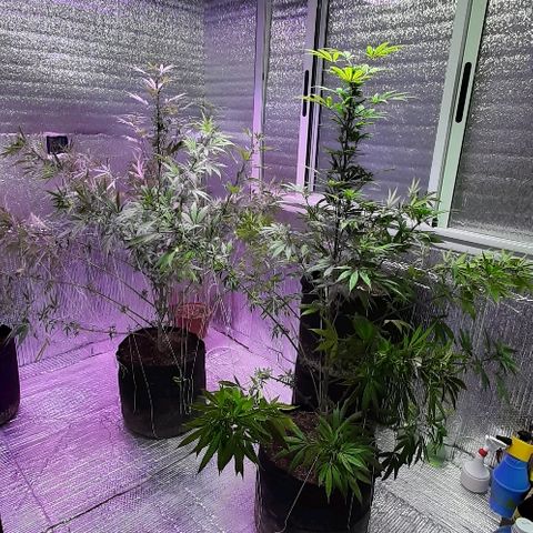 Amnesia Kush growlog photo: Técnica entrenamiento LST 