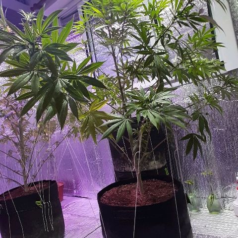 Amnesia Kush growlog photo: Técnica entrenamiento LST 