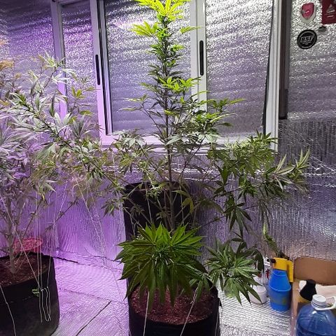 Amnesia Kush growlog photo: Técnica entrenamiento LST 