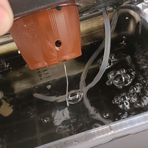 Pineapple Express growlog photo: За день так підросла.
Цікаво, що буде зранку)
