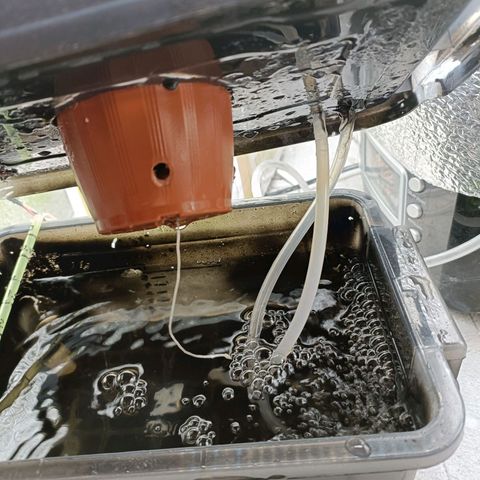 Pineapple Express growlog timeline photo