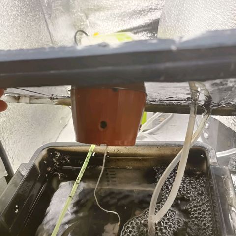 Pineapple Express growlog photo: 2 день підходить кінця.
Як думаєте, коли почати відрахунок веги? З завтрашнього дня чи коли з'являться перші повноцінні листки?)