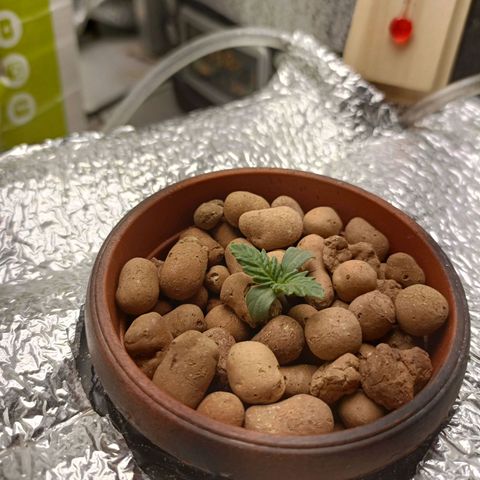 Pineapple Express growlog photo: 2 день підходить кінця.
Як думаєте, коли почати відрахунок веги? З завтрашнього дня чи коли з'являться перші повноцінні листки?)
