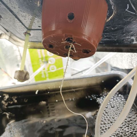 Pineapple Express growlog timeline photo