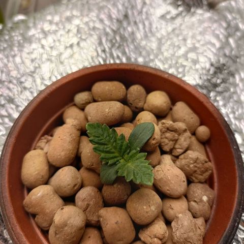 Pineapple Express growlog timeline photo