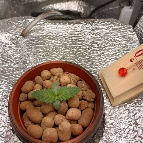 Pineapple Express growlog timeline photo
