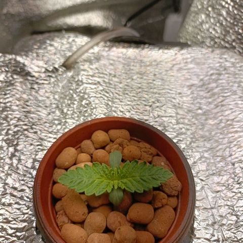 Pineapple Express growlog timeline photo