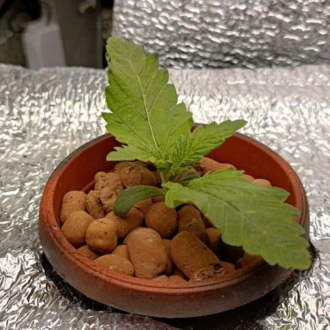 Pineapple Express growlog timeline photo