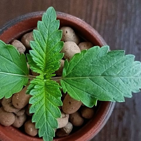 Pineapple Express growlog timeline photo