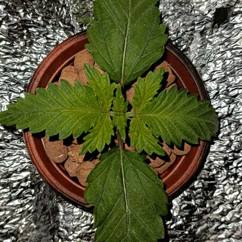 Pineapple Express growlog timeline photo