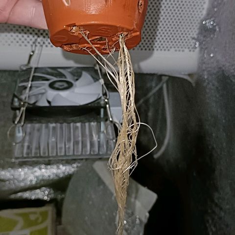 Pineapple Express growlog timeline photo
