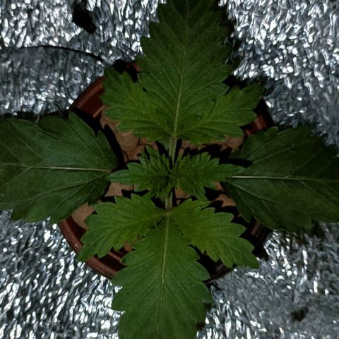 Pineapple Express growlog timeline photo
