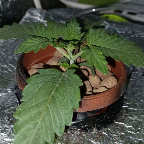 Pineapple Express growlog timeline photo