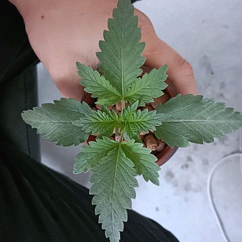 Pineapple Express growlog timeline photo