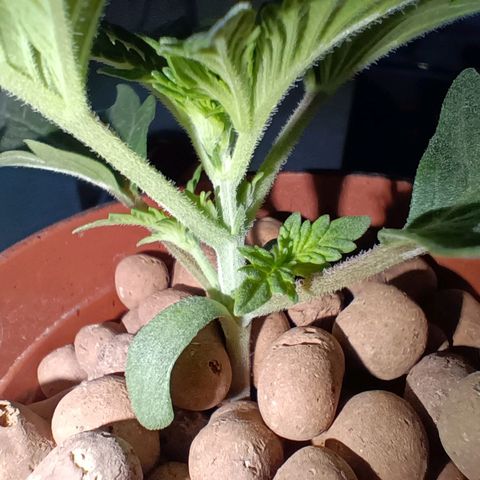Pineapple Express growlog timeline photo