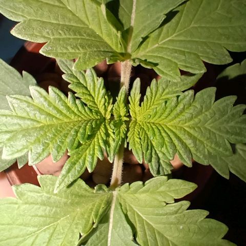 Pineapple Express growlog timeline photo