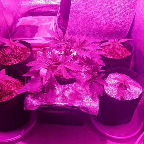 Pineapple Express growlog timeline photo